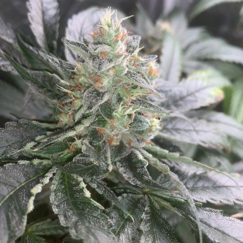Golden Storm  growlog timeline photo