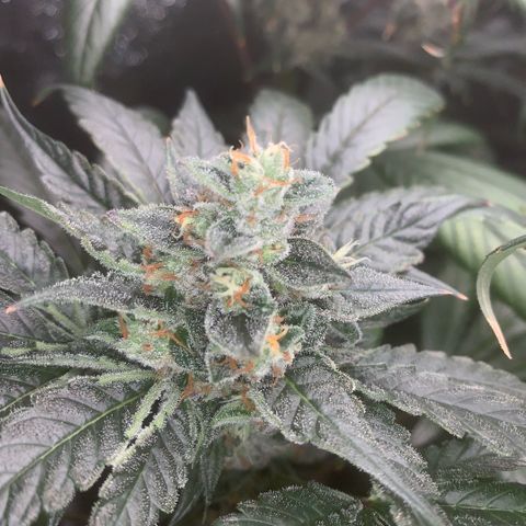 Golden Storm  growlog timeline photo