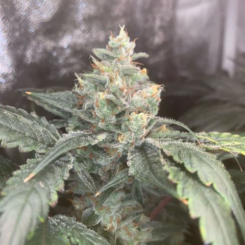 Golden Storm  growlog timeline photo