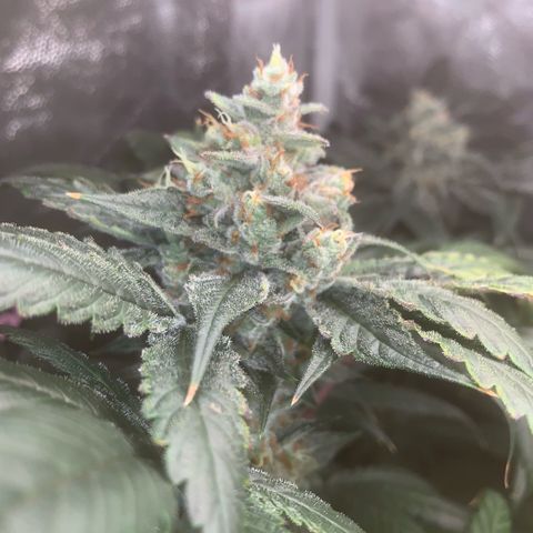 Golden Storm  growlog timeline photo