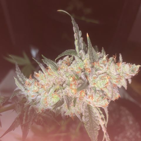 Golden Storm  growlog timeline photo