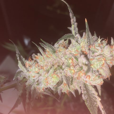 Golden Storm  growlog timeline photo