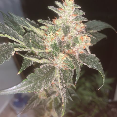 Golden Storm  growlog timeline photo