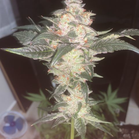 Golden Storm  growlog timeline photo
