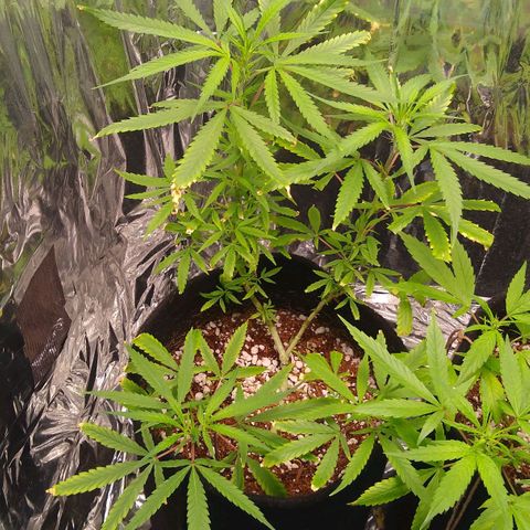 Elisabeth  growlog timeline photo