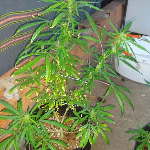 Elisabeth  growlog photo: Quebrei um top Bud fazendo as LST porém eu amarrei ele, espero q ele não acabe morrendo 