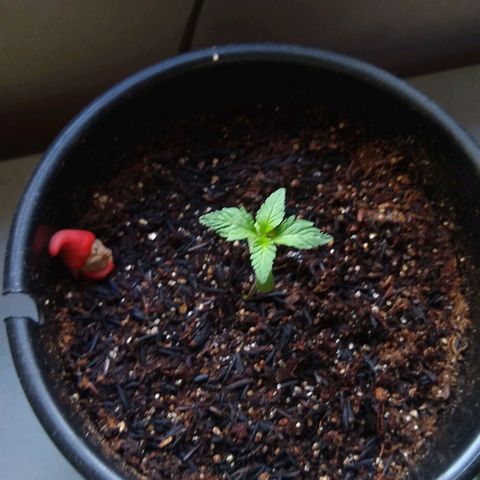 Ravena  growlog timeline photo