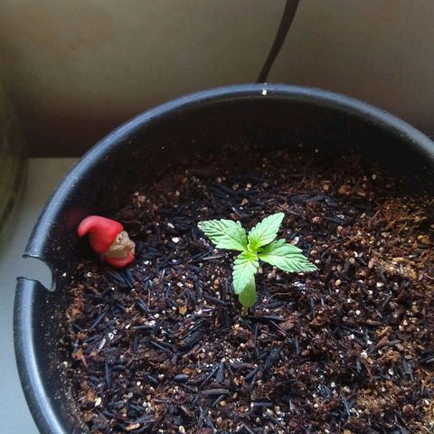 Ravena  growlog timeline photo