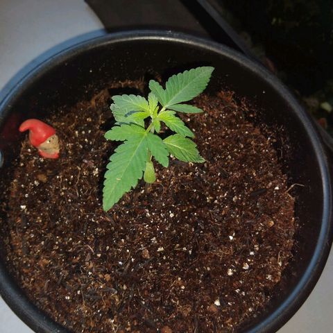 Ravena  growlog timeline photo