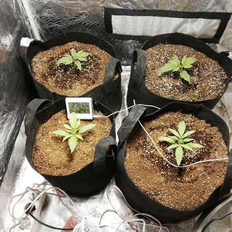 Sour Diesel #1 growlog timeline photo