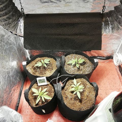 Sour Diesel #1 growlog timeline photo