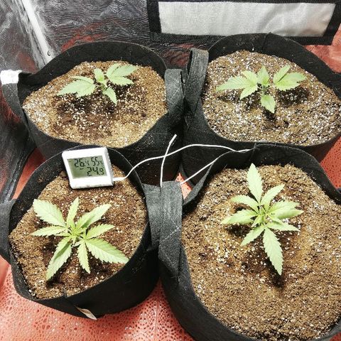 Sour Diesel #1 growlog timeline photo