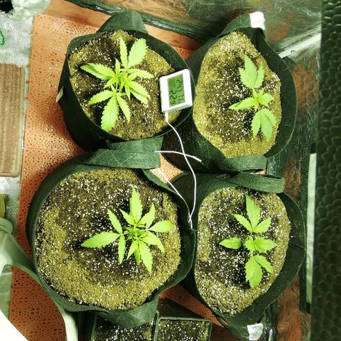 Sour Diesel #1 growlog timeline photo