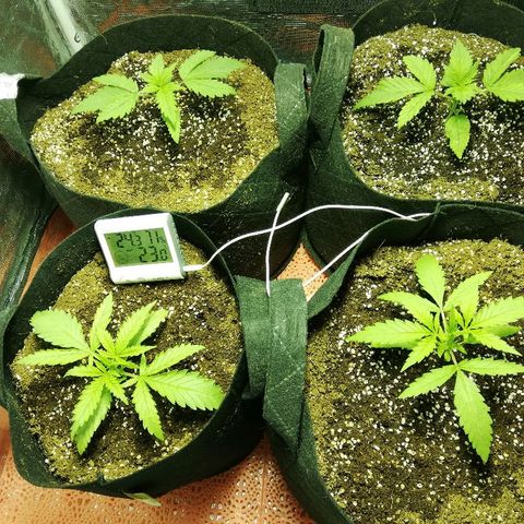 Sour Diesel #1 growlog timeline photo