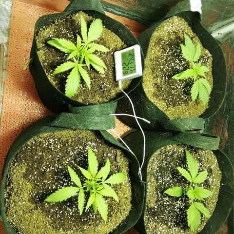 Sour Diesel #1 growlog timeline photo