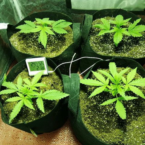 Sour Diesel #1 growlog timeline photo