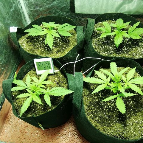 Sour Diesel #1 growlog timeline photo