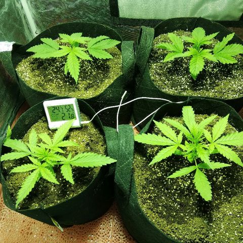 Sour Diesel #1 growlog timeline photo