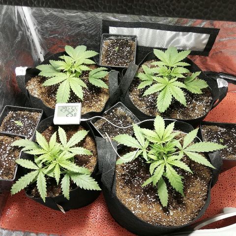 Sour Diesel #1 growlog timeline photo
