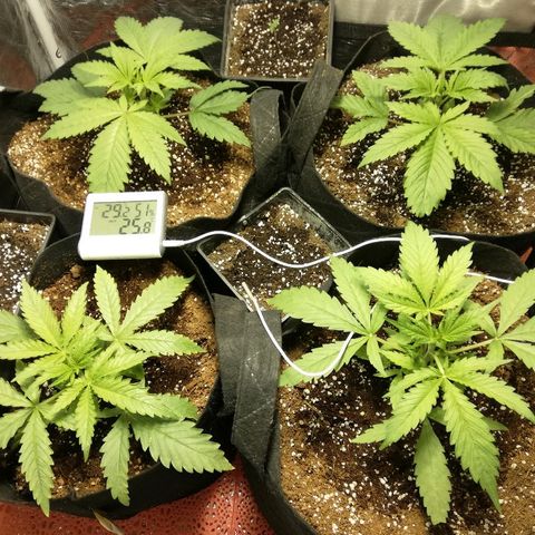 Sour Diesel #1 growlog timeline photo