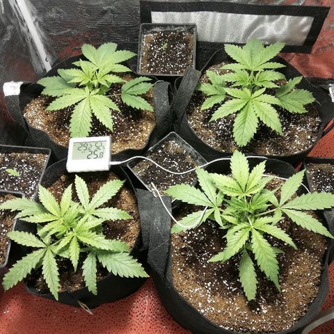 Sour Diesel #1 growlog timeline photo