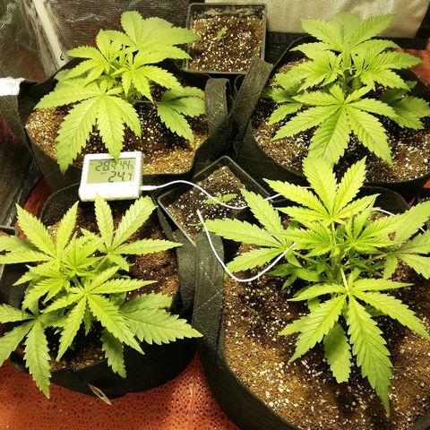 Sour Diesel #1 growlog timeline photo