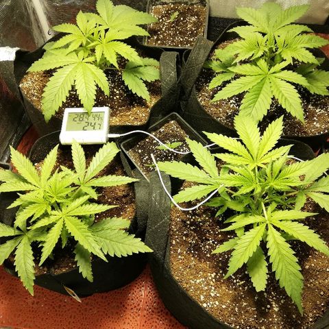 Sour Diesel #1 growlog timeline photo