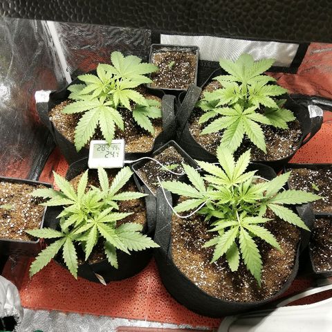 Sour Diesel #1 growlog timeline photo