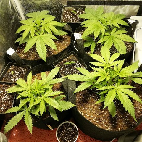 Sour Diesel #1 growlog timeline photo