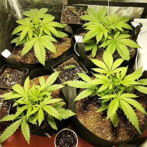 Sour Diesel #1 growlog timeline photo