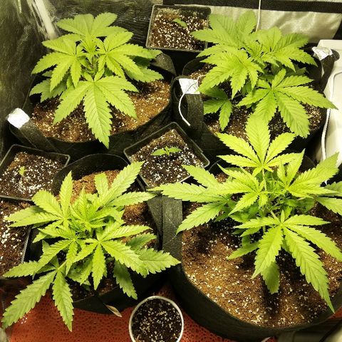 Sour Diesel #1 growlog timeline photo