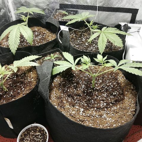 Sour Diesel #1 growlog photo: Manifolding yaptım. 