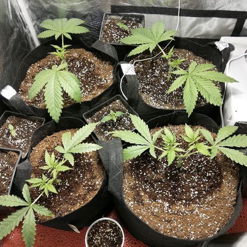 Sour Diesel #1 growlog photo: Manifolding yaptım. 
