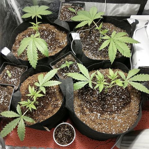 Sour Diesel #1 growlog photo: Manifolding yaptım. 