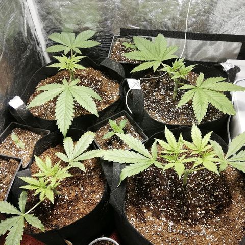 Sour Diesel #1 growlog timeline photo