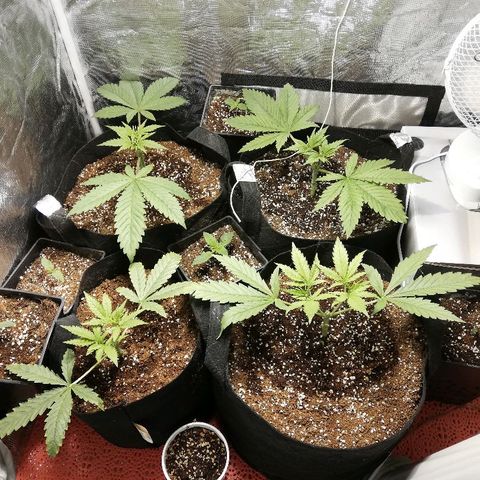 Sour Diesel #1 growlog timeline photo