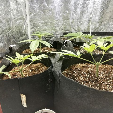 Sour Diesel #1 growlog timeline photo