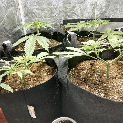 Sour Diesel #1 growlog timeline photo