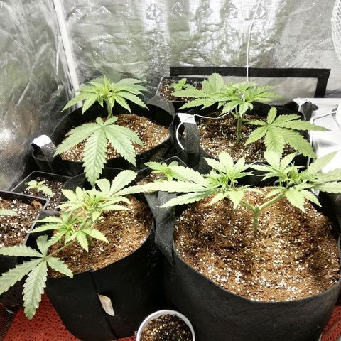 Sour Diesel #1 growlog timeline photo