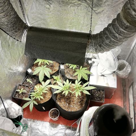 Sour Diesel #1 growlog timeline photo