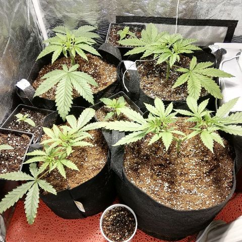 Sour Diesel #1 growlog timeline photo