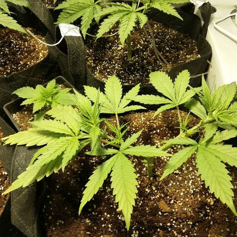 Sour Diesel #1 growlog timeline photo