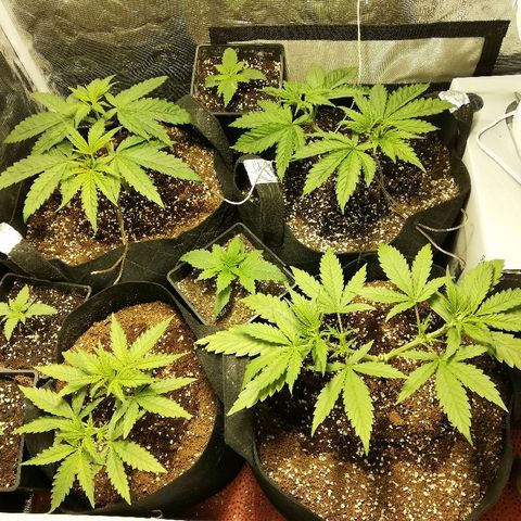 Sour Diesel #1 growlog timeline photo