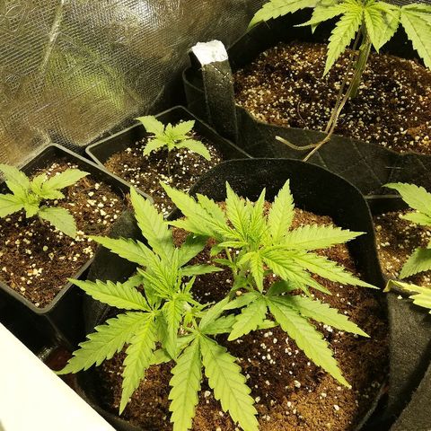 Sour Diesel #1 growlog timeline photo