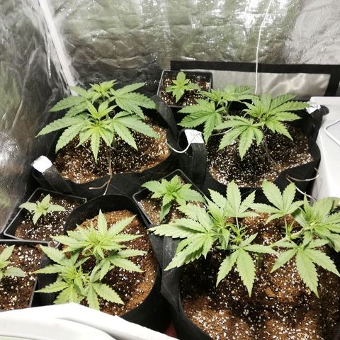 Sour Diesel #1 growlog timeline photo