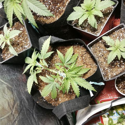 Sour Diesel #1 growlog timeline photo