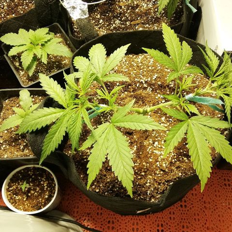 Sour Diesel #1 growlog timeline photo