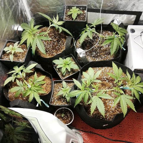 Sour Diesel #1 growlog timeline photo