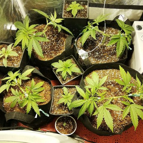 Sour Diesel #1 growlog timeline photo