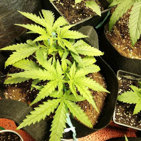 Sour Diesel #1 growlog timeline photo